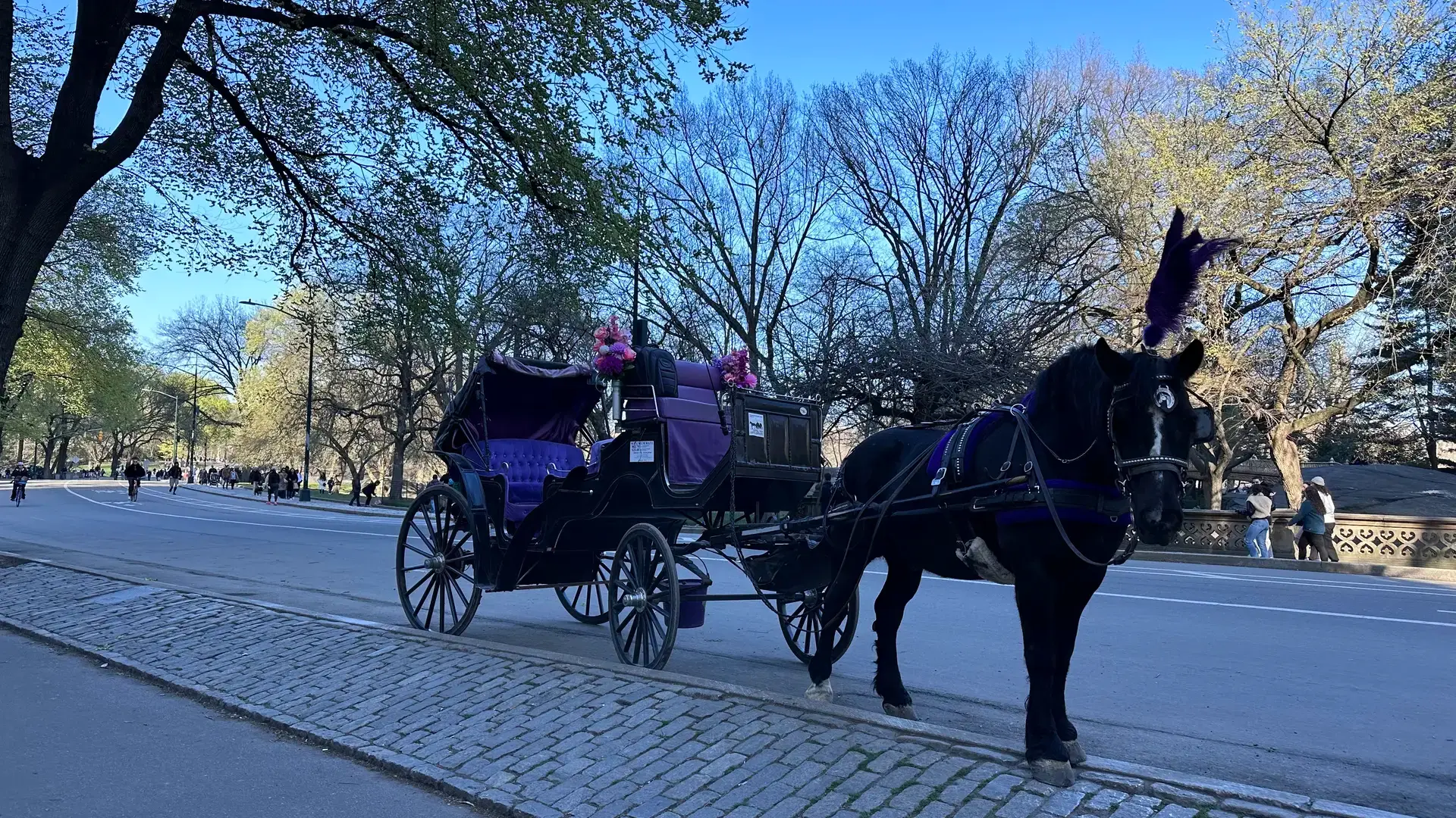 Carriage Ride Horse