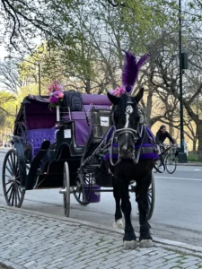 Carriage Ride